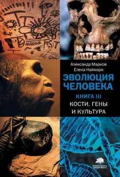 Александр Марков - Эволюция человека. Книга 3. Кости, гены и культура