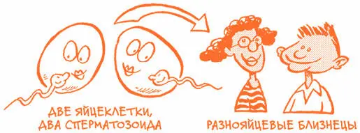 Близнецы могут сформироваться и подругому В этом случае уже оплодотворенная - фото 44