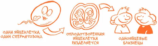 Появление на свет более двух малышей одновременно случается редко но тем не - фото 45