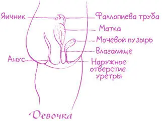 Самые значительные изменения касаются положения матки У девочек она - фото 31