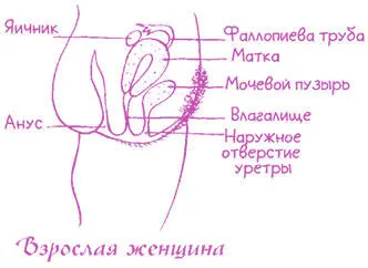 Самые значительные изменения касаются положения матки У девочек она - фото 32
