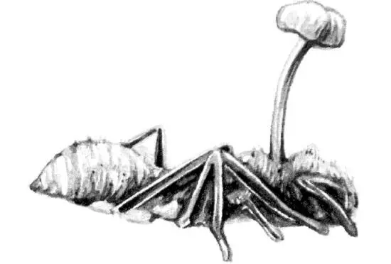 Cтрома кордицепса Ophiocordyceps прорастающая из муравья Мне было семь - фото 18