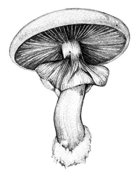 Псилоцибе кубинская Psilocybe cubensis Кордицепс однобокий послужил - фото 19