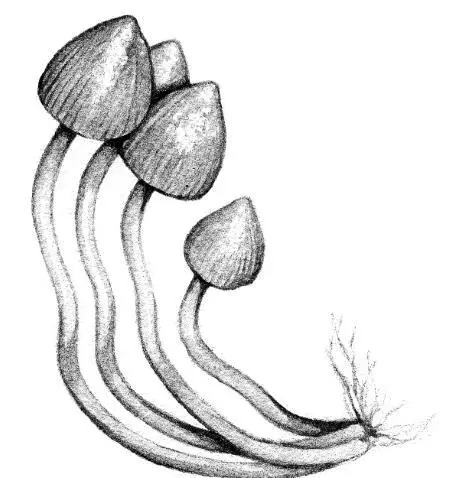 Псилоцибе полуланцетовидная Psilocybe semilanceata или веселушка или - фото 20