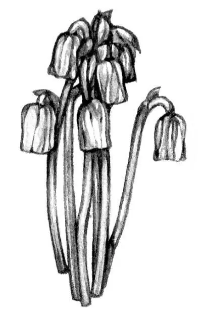 Вертляница одноцветковая Monotropa uniflora Тот факт что это все - фото 23