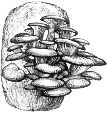 Вешенка обыкновенная Pleurotus ostreatus выращиваемая на сельскохозяйственных - фото 25
