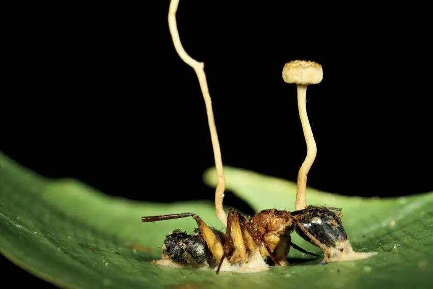 Муравейдревоточец пораженный кордицепсом Ллойда Ophiocordyceps lloydii Два - фото 44
