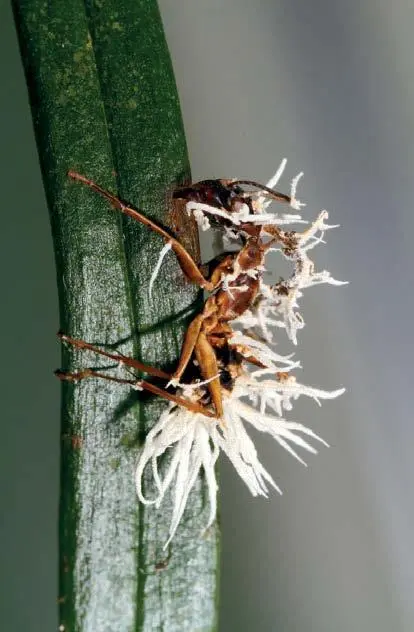 Муравейдревоточец пораженный кордицепсом однобоким Ophiocordyceps - фото 47
