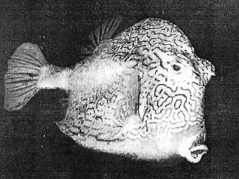 Рис 12 Кузовок Семейство Ostraciontidae Милые рыбешки обладающие твердым - фото 37