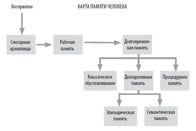 Иерархия человеческой памяти все еще теоретическое представление Считается - фото 166