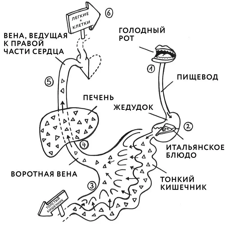 На рисунке мы видим пример того что происходит когда мы едим Одно - фото 6