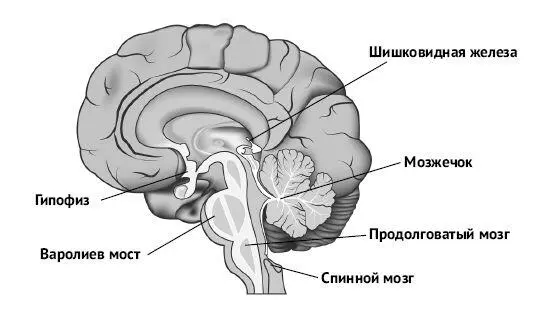Изображение 3 Шишковидная железа Изображение 4 Мозолистое тело головного - фото 4