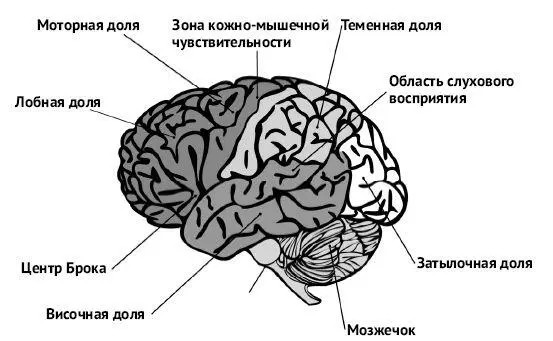 Изображение 7 Области новой коры головного мозга Новая кора находится позади - фото 8