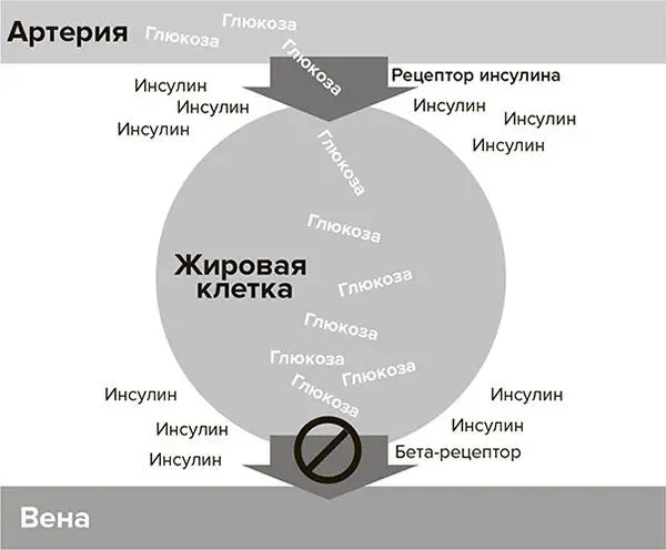 Рис 32 Инсулин открывает жировые клетки чтобы закачать туда глюкозу и - фото 4