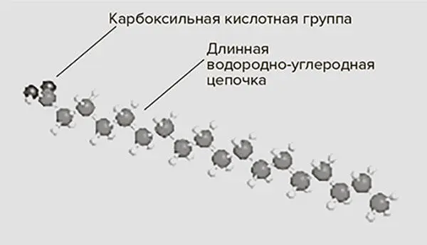 Рис 42 Жирные кислоты строительные блоки жира представляют собой цепочку - фото 6