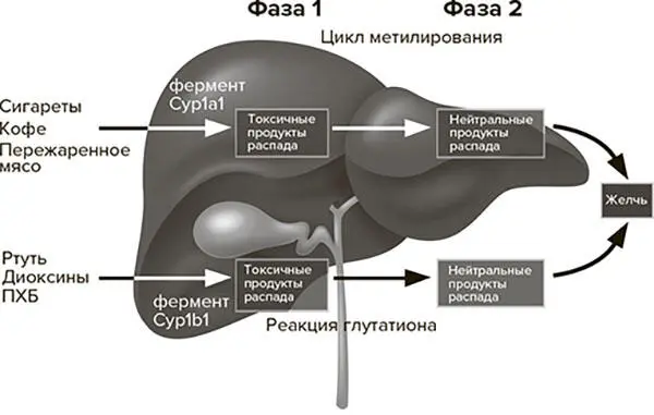 Рис 53 Цикл метилирования и реакция глутатиона два пути детоксикации - фото 9