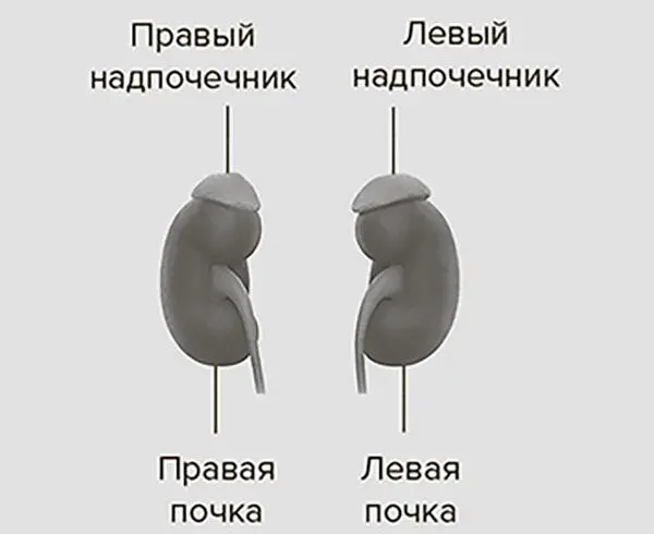 Рис 62 Надпочечники можно считать мозгом вне мозга Тестостерон и эстроген - фото 11