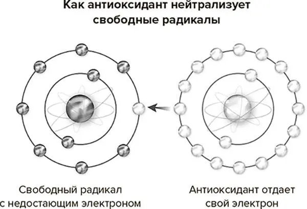 Рис 63 Свободные радикалы у которых не хватает электрона переводятся в - фото 12