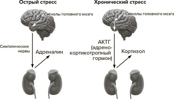 Рис 71 Традиционная теория стрессовой реакции Таким образом эта 50летняя - фото 13