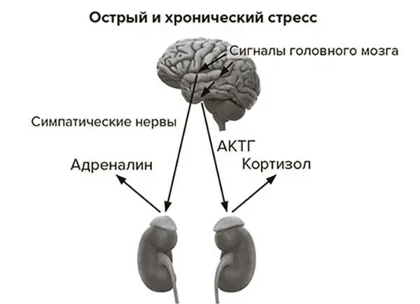 Рис 72 Современная теория стрессовой реакции Современная теория стрессовой - фото 14