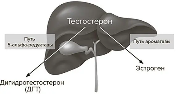 Рис 82 Пути метаболизма тестостерона Заместительная терапия тестостероном на - фото 21