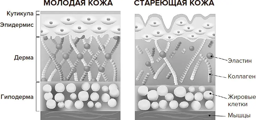 Рис 102 Слои кожи Распространенной формой витамина А является ретинол - фото 24