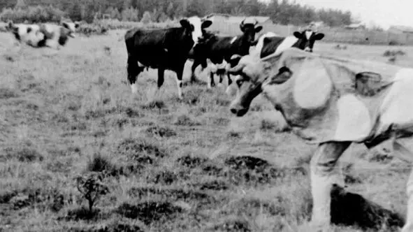 196107 Корова Встреча со своими родными представителями парнокопытных - фото 42