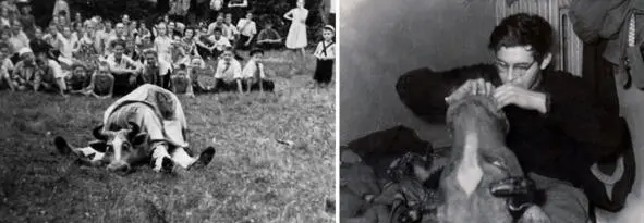 196107 Концерт Корова На фото справа чтото у Коровы с зубами 196102 - фото 43
