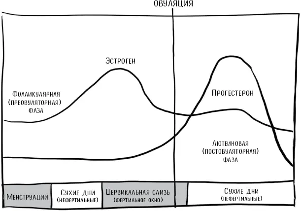 Рисунок 31 Гормональный цикл у женщины репродуктивного возраста После - фото 4