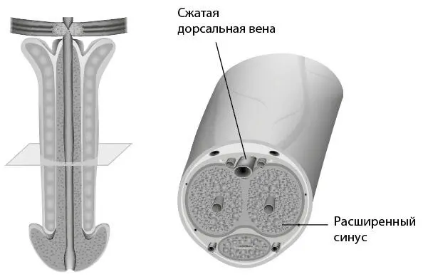 Расширение пещеристых кавернозных и губчатого тела и сжатие вен по которым - фото 4