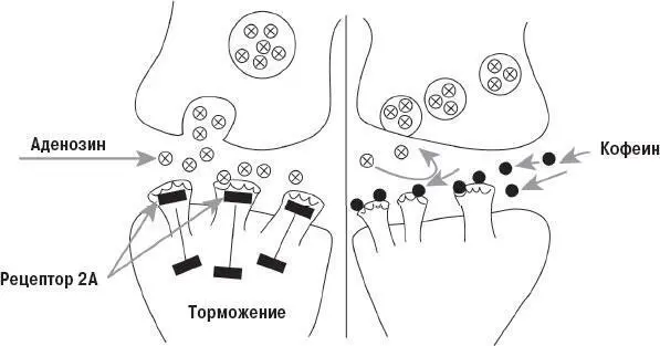 Рис 3 Механизм действия кофеина Нейроны высвобождают аденозин - фото 28