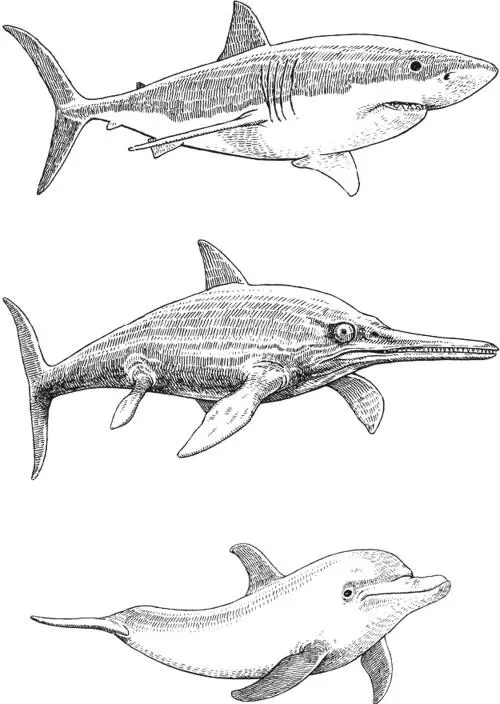 Акула сверху ихтиозавр в центре и дельфин снизу НЕ КАЖДЫЙ СОГЛАСИТСЯ С - фото 3