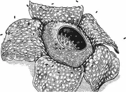 Трупная лилия с Суматры и Борнео самый крупный цветок в мире да это - фото 10