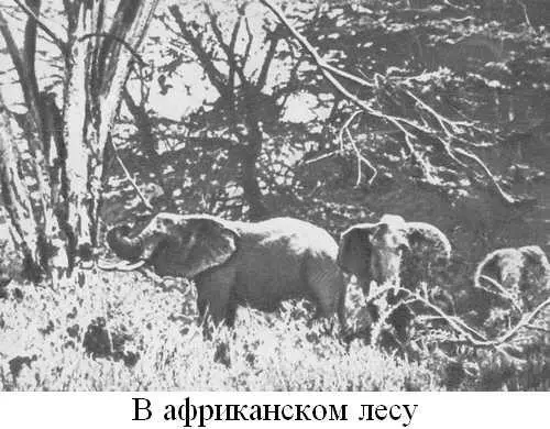 Книга о слонах - фото 2