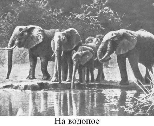 Книга о слонах - фото 3