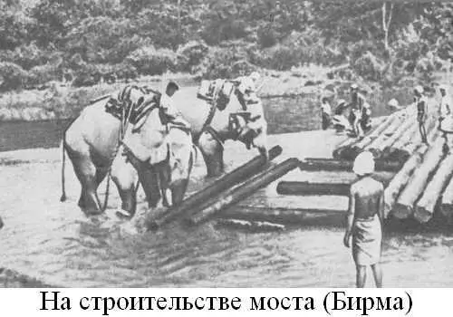 Книга о слонах - фото 5