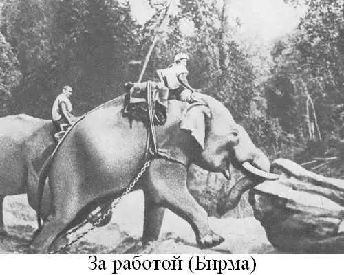 Книга о слонах - фото 6