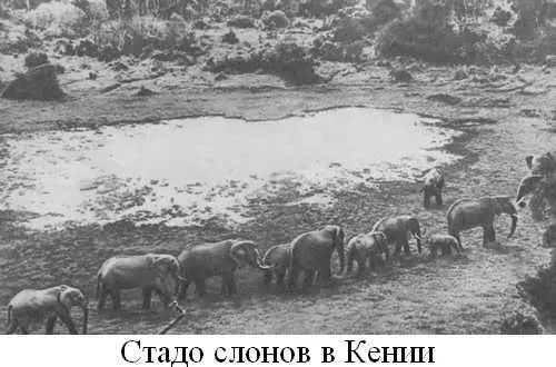 Книга о слонах - фото 7
