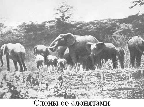 Книга о слонах - фото 8