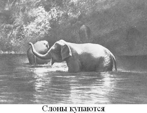 Книга о слонах - фото 9