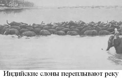Книга о слонах - фото 11