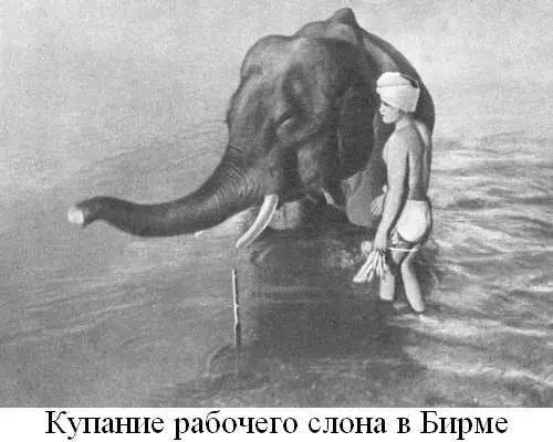 Книга о слонах - фото 14