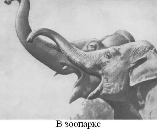 Книга о слонах - фото 15