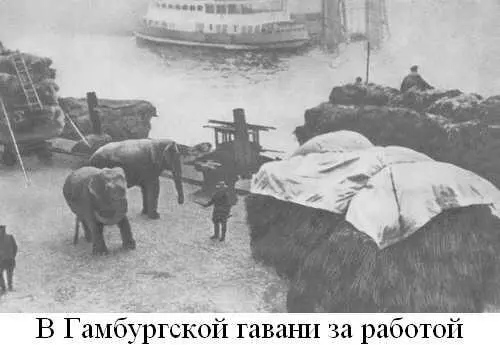 Книга о слонах - фото 17