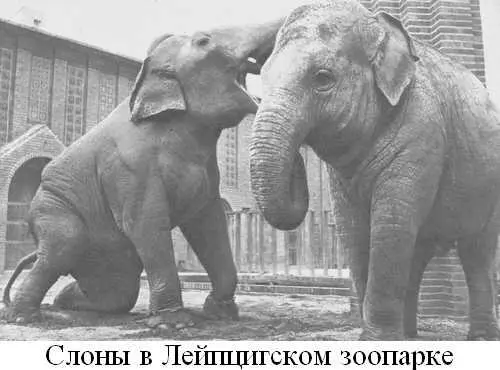Книга о слонах - фото 18