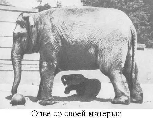 Примечания 1 Крааль или кораль у народов ЮгоВосточной Африки - фото 19