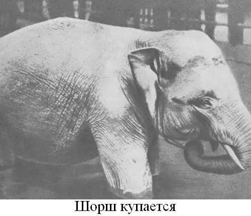 Примечания 1 Крааль или кораль у народов ЮгоВосточной Африки - фото 20