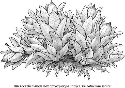 В октябре 1849 г начались настоящие приключения Спрус проплыл 750 км вверх по - фото 12