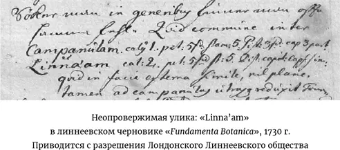 История о том как Линней способствовал появлению этого названия бытует среди - фото 14