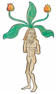 Мужской корень мандрагоры Hortus Sanitatis Мандрагора Предоставлено - фото 10